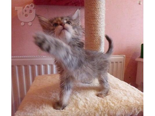 Beautiful Maine Coon Kittens